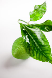 cedricgrolet_citronvert-13-pierre-monetta